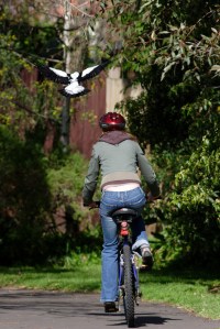 magpie cyclist fear